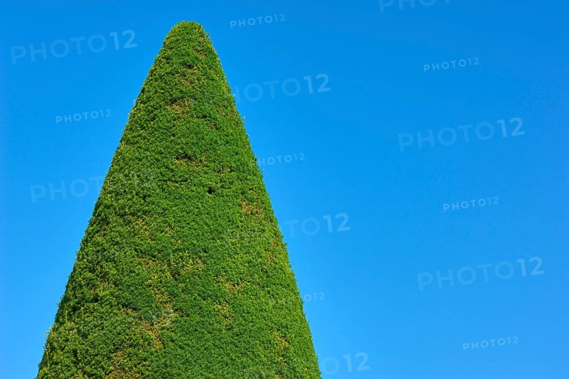 A tall, conical yew (Taxus), in front of a clear blue sky, summer, Germany, Europe