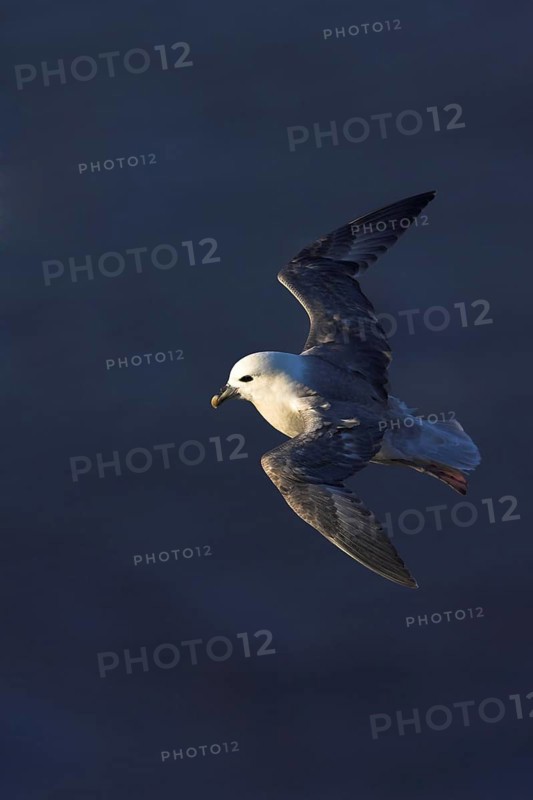 Fulmar, (Fulmarus glacialis), Heligoland, island of Heligoland, Schleswig-Holstein, Federal Republic of Germany