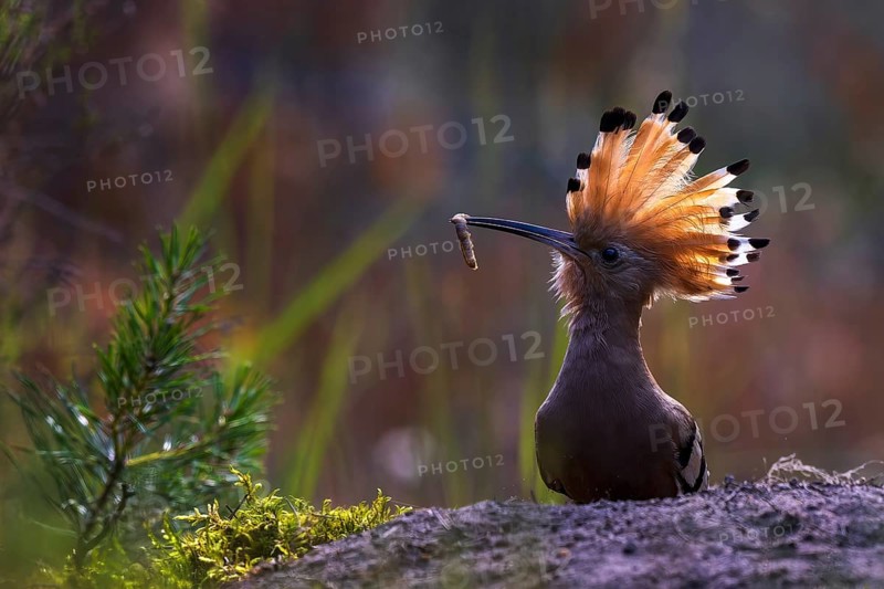 Hoopoe (Upupa epops) Bird of the Year 2022, with caterpillar as prey for the young bird in the breeding cave, erected bonnet, feeding the young bird, golden hour, sunlight, backlight, sunset, Middle Elbe Biosphere Reserve, Saxony-Anhalt, Germany, Europe