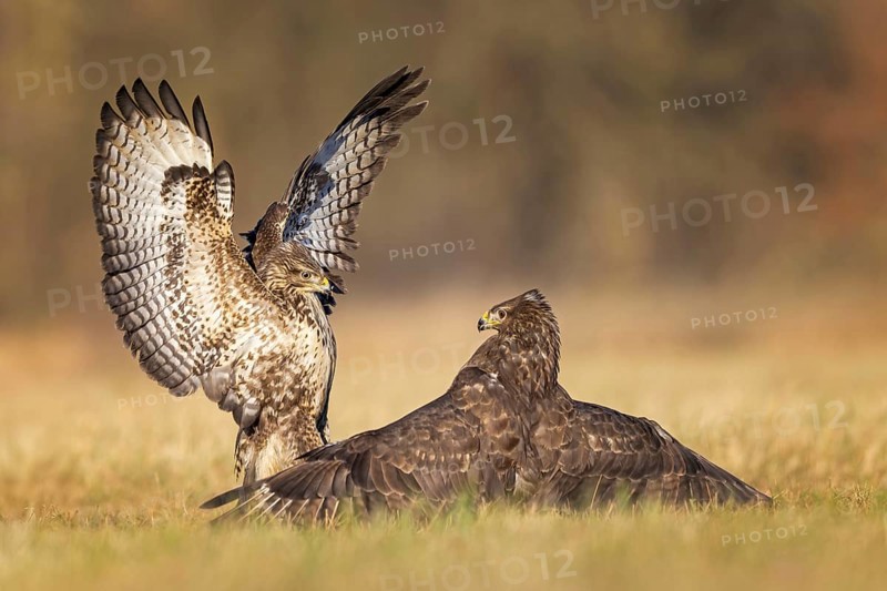 Common buzzard (Buteo buteo) territorial dispute, brown morph, autumn, Elbe meadows, Elbe floodplains, bird of prey, foraging, Middle Elbe Biosphere Reserve, Saxony-Anhalt, Germany, Europe