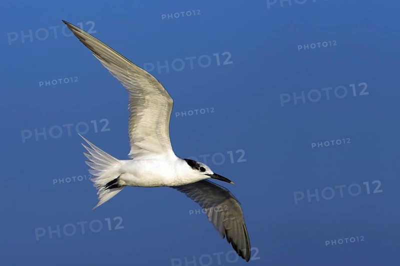 Sandwich tern (Sterna sandvicensis), Bowman's Beach, Sanibel Island, Florida, USA, North America