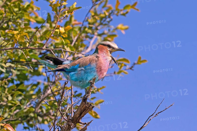 Africa, Botswana, Fork-tailed Roller, Coracias caudatus, Botswana, Africa