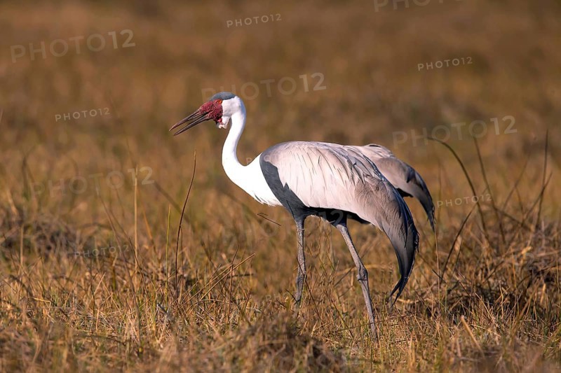 Africa, Botswana, Wattled Crane, Grus carunculatus, Botywana, Africa