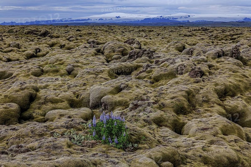Lupines, lava field, glacier behind, cloudy, Eldhraun, Myrdalsjökull behind, Iceland, Europe