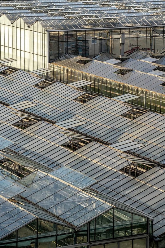 Nursery, plant cultivation, glass greenhouses, skylights open, roofs, Düsseldorf-Volmerswerth, Germany, Europe