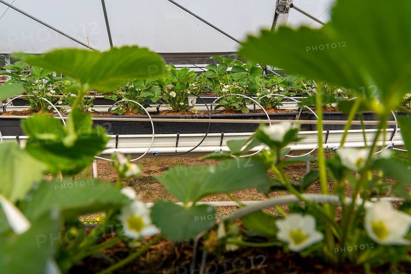 Strawberry cultivation in a greenhouse, young strawberry plants grow up, are individually watered and supplied with nutrients by drip irrigation, they grow in a substrate culture in raised beds, near Dormagen, Rhineland, North Rhine-Westphalia, Germany, Europe