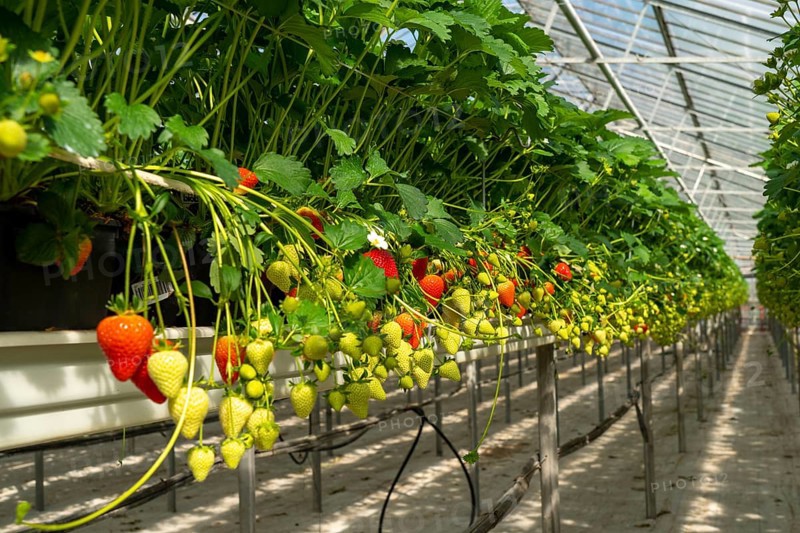 Strawberry cultivation in a greenhouse, young strawberry plants are growing, at different stages of ripeness are individually watered and supplied with nutrients by drip irrigation, they grow in a substrate culture in raised beds, near Dormagen, Rhineland, North Rhine-Westphalia, Germany, Europe