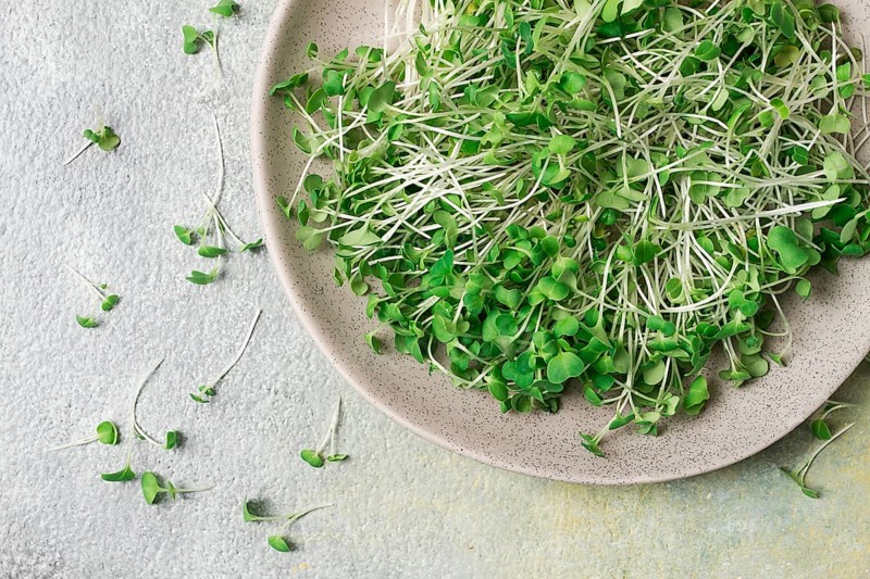 Fresh micro-greenery, on a plate, top view, no people