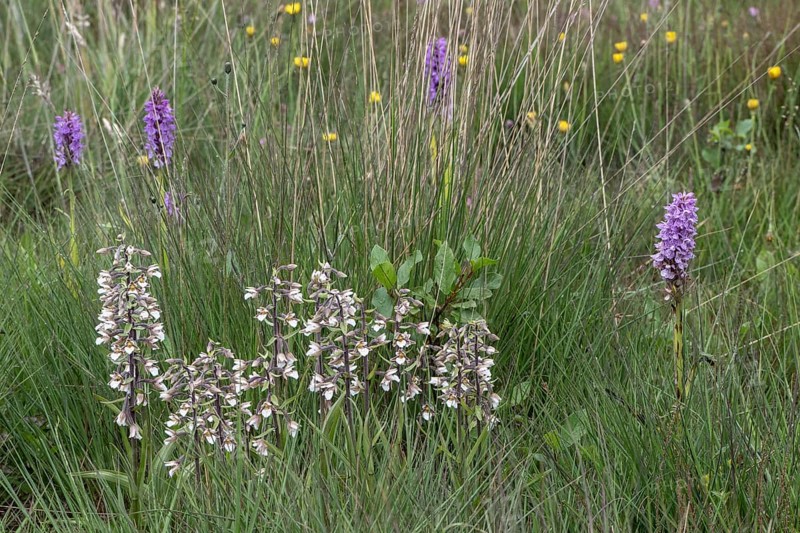 Marsh helleborine (Epipactis palustris) and Southern marsh orchid (Dactylorhiza praetermissa), Emsland, Lower Saxony, Germany, Europe