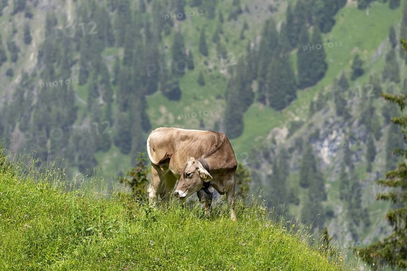 Allgäu Brown Swiss cattle (Bos primigenius taurus), Untere Luegenalpe in Oytal, Allgäu Alps, Allgäu, Bavaria, Germany, Europe