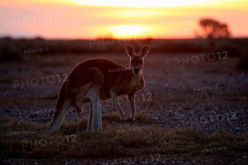 Red kangaroo (Macropus rufus), adult male, sunrise, Sturt National Park, New South Wales, Australia, Oceania