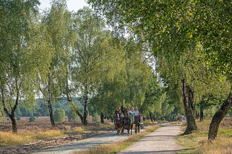 Heather blossom, horse-drawn carriage, trees, carriage ride near Wilsede, Bispingen, Lüneburg Heath, Lower Saxony, Germany, Europe