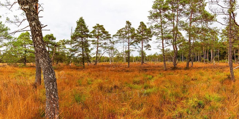 Broom common heather (Calluna Vulgaris) cross-leaved heath (Erica tetralix) and pines (Pinus), Wurzacher Ried, Bad Wurzach, Upper Swabia, Baden-Württemberg, Germany, Europe