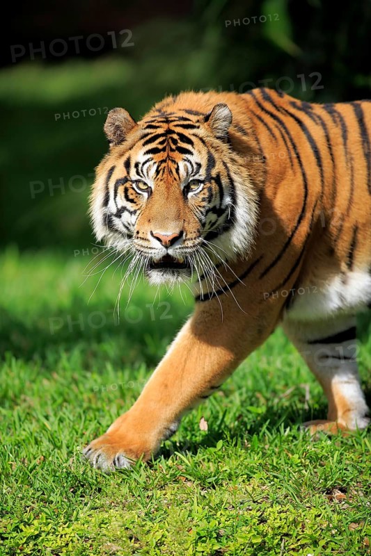 Sumatran tiger (Panthera tigris sumatrae), adult male portrait running, Sumatra