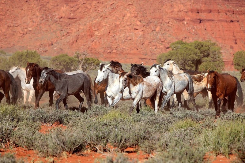 Mustang, (Equus caballus), horses, group, herd, Monument Valley, Utah, USA, North America