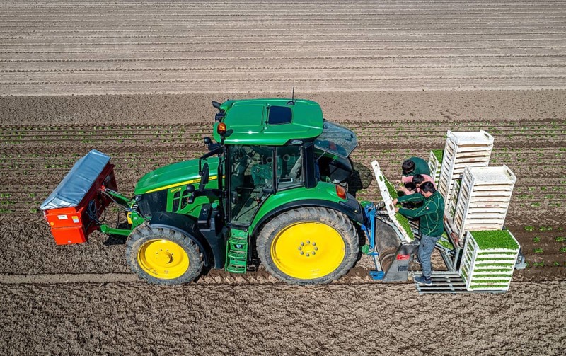 Agriculture, herb gardening, parsley is planted in rows in a field with a planting machine