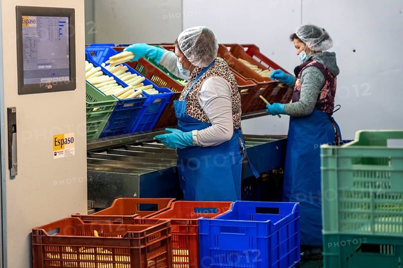 Asparagus farm, white asparagus is washed, cut and sorted by quality after harvesting, near Dormagen, Rhineland, North Rhine-Westphalia, Germany, Europe
