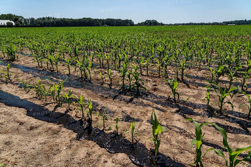 A maize field, with young plants, is fertilised with liquid manure, near Geldern, North Rhine-Westphalia, Germany, Europe