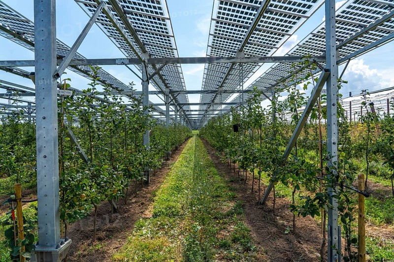 Agri-photovoltaic test plant, an apple orchard with two different systems of PV modules was roofed over 3000 square metres, rain and sunlight comes through, at the same time protection against hail and heavy rain, next to it are the same trees but without a solar roof, as a comparison object, how the PV roof affects the trees and harvest, the field test is accompanied by the Fraunhofer Institute for Solar Energy Systems ISE, in Grafschaft-Gelsdorf, Rhineland-Palatinate, Germany, Europe