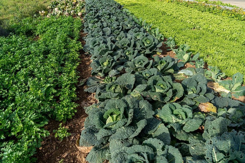 Agriculture, Savoy cabbage heads growing in a field