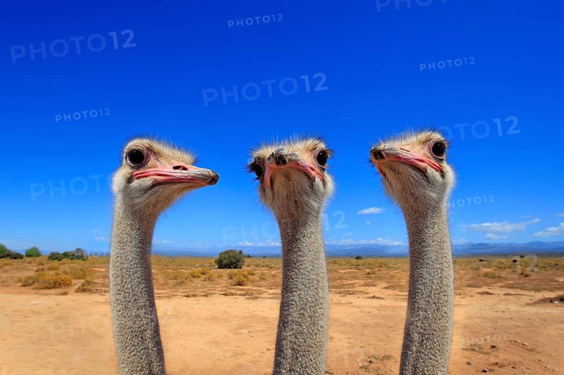 South african ostrich (Struthio camelus australis), adult, male, portrait, group, ostriches, ratites, flightless, digital composition, montage, Oudtshoorn, Little Karoo, South Africa, Africa