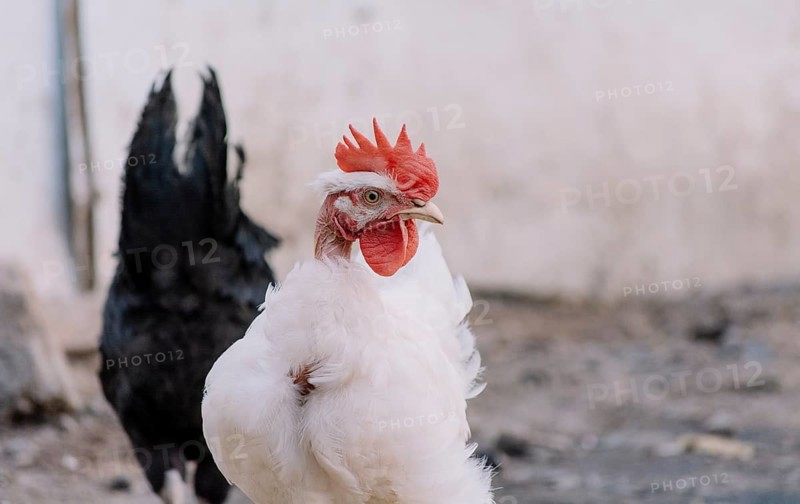 Portrait of a piroco rooster, close up of an Indian rooster, portrait of a piroco rooster with a crest, concept of domestic animals