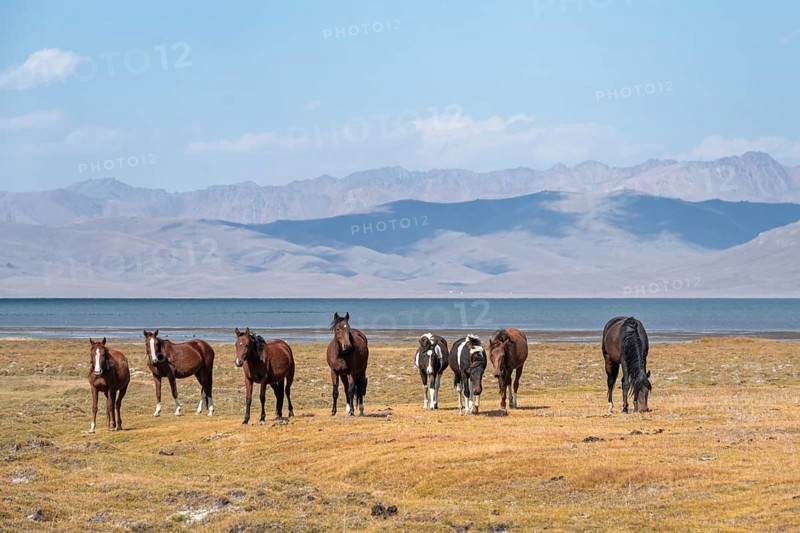 Horses in the highlands, Song Kul mountain lake, Naryn region, Kyrgyzstan, Asia