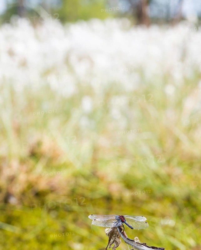White-faced darter (Leucorrhinia dubia), mature male sitting on a perch, seed clusters in the background, seed heads of hare's-tail cottongrass (Eriophorum vaginatum), Pietzmoor, Lüneburg Heath nature reserve, Schneverdingen, Lower Saxony, Germany, Europe