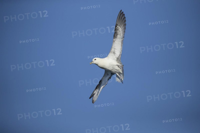 Northern fulmar (Fulmarus glacialis) adult bird in flight, Yorkshire, England, United Kingdom, Europe