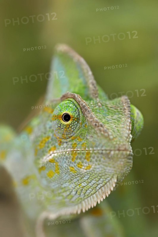 Veiled chameleon (Chamaeleo calyptratus), female, captive, occurring in the Arabian Peninsula