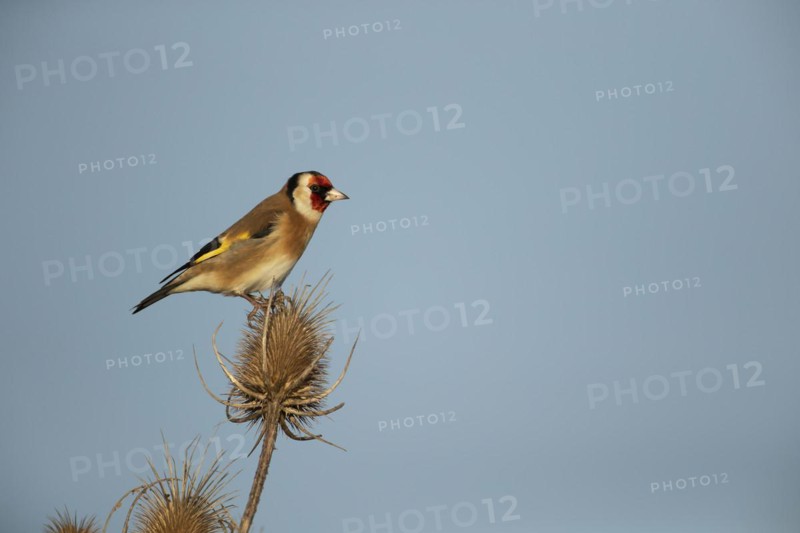 European goldfinch (Carduelis carduelis) adult bird on a Teasel (Dipsacus fullonum) seedhead, England, United Kingdom, Europe