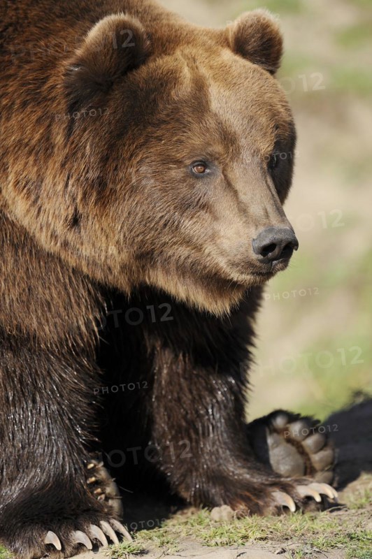 Kodiak bear (Ursus arctos middendorffi), captive, Germany, Europe