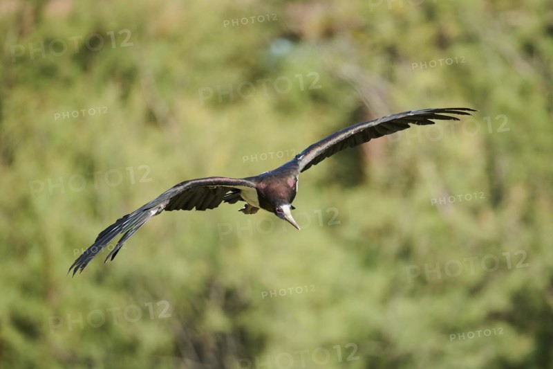Abdim's Storks (Ciconia abdimii), flying, Spain, Europe