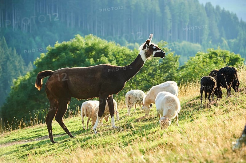 Llama (Lama glama) standing in the middle of domestic sheeps (Ovis aries) on a meadow in the mountains in tirol, Kitzbühel, Wildpark Aurach, Austria, Europe