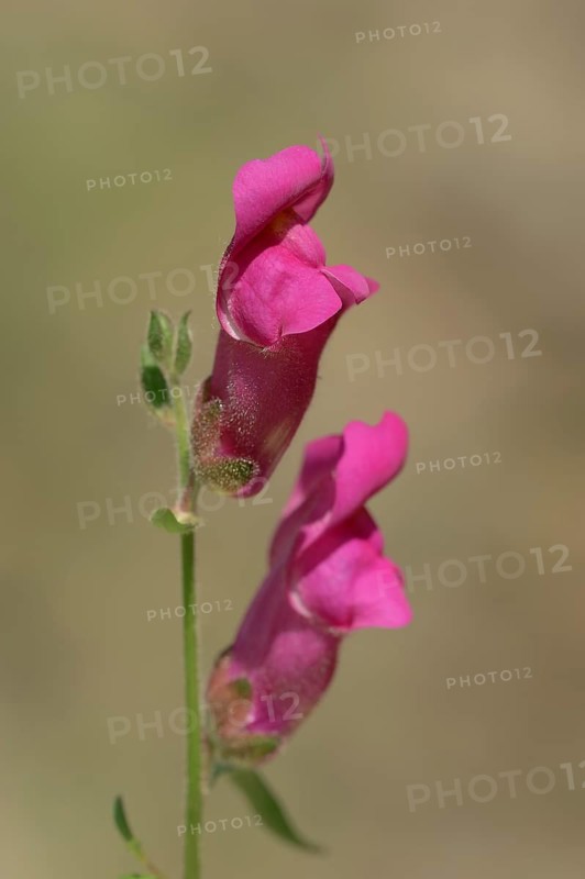 Large common snapdragon (Antirrhinum majus), flowers, Provence, southern France
