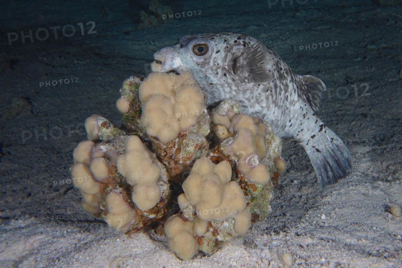 A masked pufferfish (Arothron diadematus) seeks shelter behind a stony coral (Acropora) at night, dive site Shaab Claudia Reef, Red Sea, Egypt, Africa
