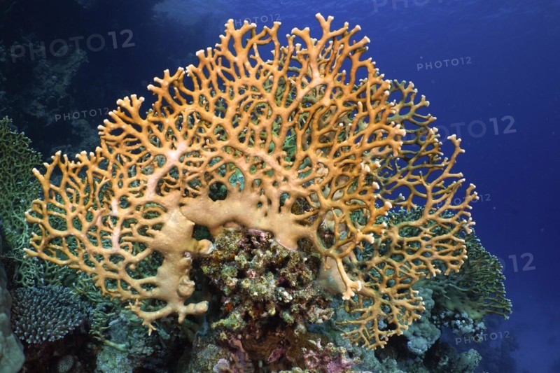 Net fire coral, grid fire coral (Millepora dichotoma), dive site Shaab Claudia Reef, Red Sea, Egypt, Africa