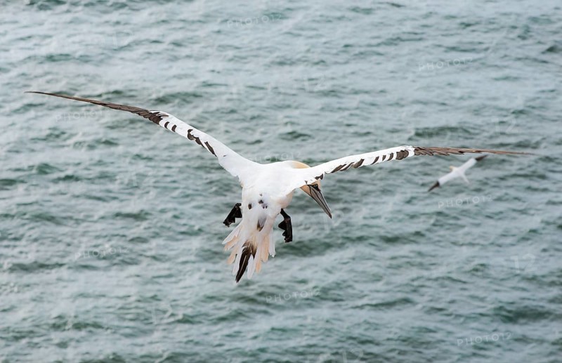 Northern gannet (Morus bassanus) (synonym: Sula bassana), not yet coloured juvenile flies with spread wings over the sea, view from behind, northern gannet colony Lummenfelsen, Helgoland, North Sea, Schleswig-Holstein, Germany, Europe