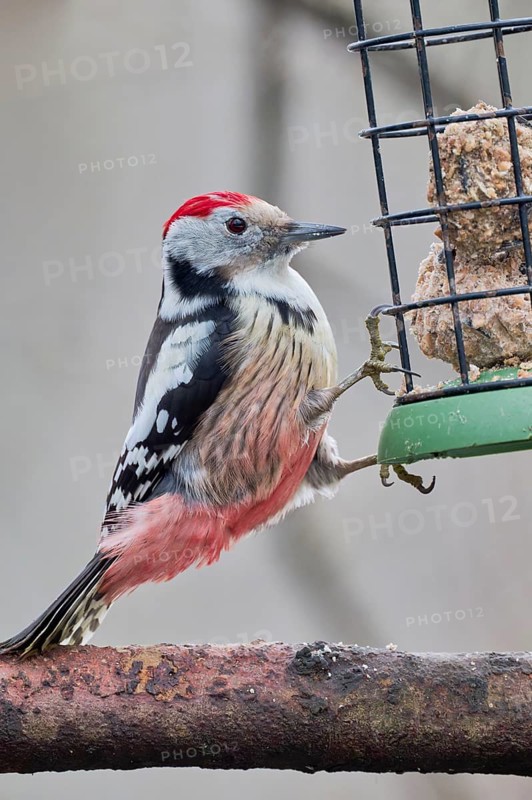 Middle Spotted Woodpecker (Dendrocopos medius), Lower Saxony, Germany, Europe