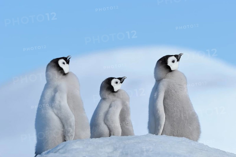 Emperor penguins, Aptenodytes forsteri, Tree Chicks, Snow Hill Island, Antartic Peninsula, Antarctica
