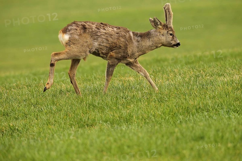European roe deer (Capreolus capreolus) buck with velvet antlers crossing the meadow, Allgäu, Bavaria, Germany, Europe
