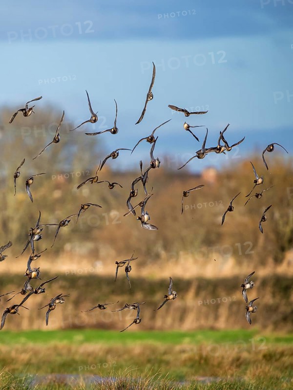 Peregrine Falcon (Falco peregrinus) during an attack on Eurasian Wigeon (Mareca penelope) ducks