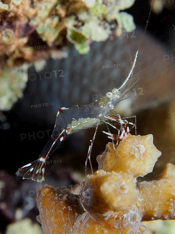 Transparent cave cleaner shrimp (Urocaridella), cleaner shrimp, dive site House Reef, Mangrove Bay, El Quesir, Red Sea, Egypt, Africa