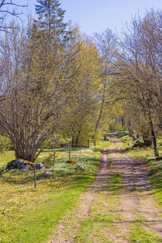 Budding trees in a tree grove with a dirt road at springtime