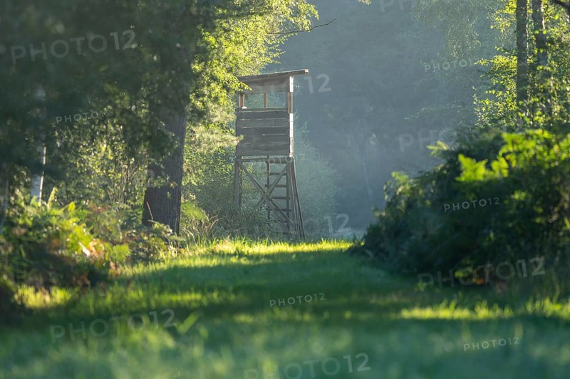High seat for hunting in the forest, Lower Saxony, Germany, Europe