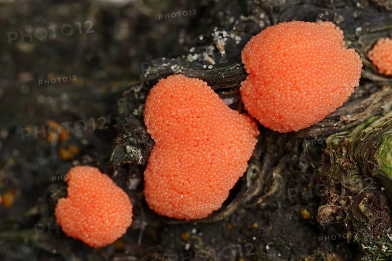 Salmon-coloured slime mould or fish egg slime mould (Tubifera ferruginosa, Tubifera ferruginea), North Rhine-Westphalia, Germany, Europe