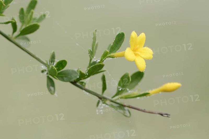Shrub jasmine or shrubby jasmine (Chrysojasminum fruticans, Jasminum fruticans), Provence, southern France