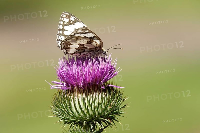 Marbled white (Melanargia galathea), July, Saxony-Anhalt, Germany, Europe