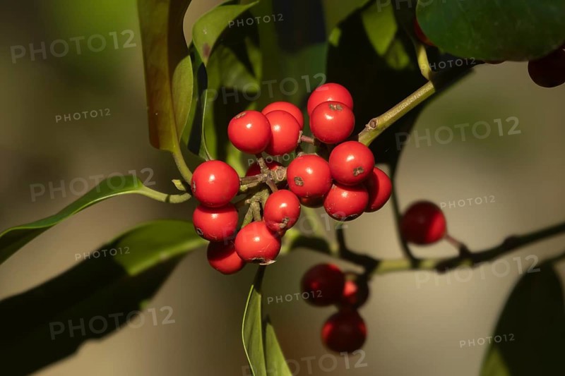 European holly (Ilex aquifolium) tree red berries on a branch in the autumn, Suffolk, England, United Kingdom, Europe