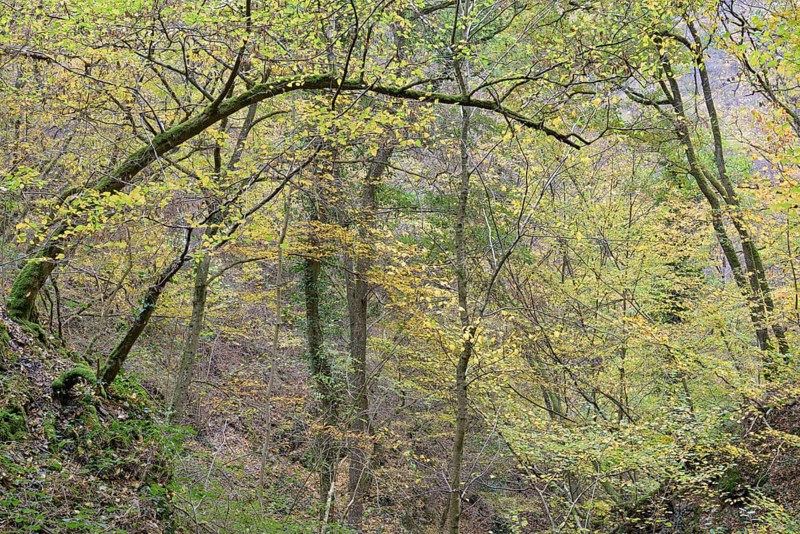 Dortebach valley in autumn, steep slopes, european hornbeam (Carpinus betulus) with curious growth habit, narrow side valley of the Moselle, Rhineland-Palatinate, Germany Germany